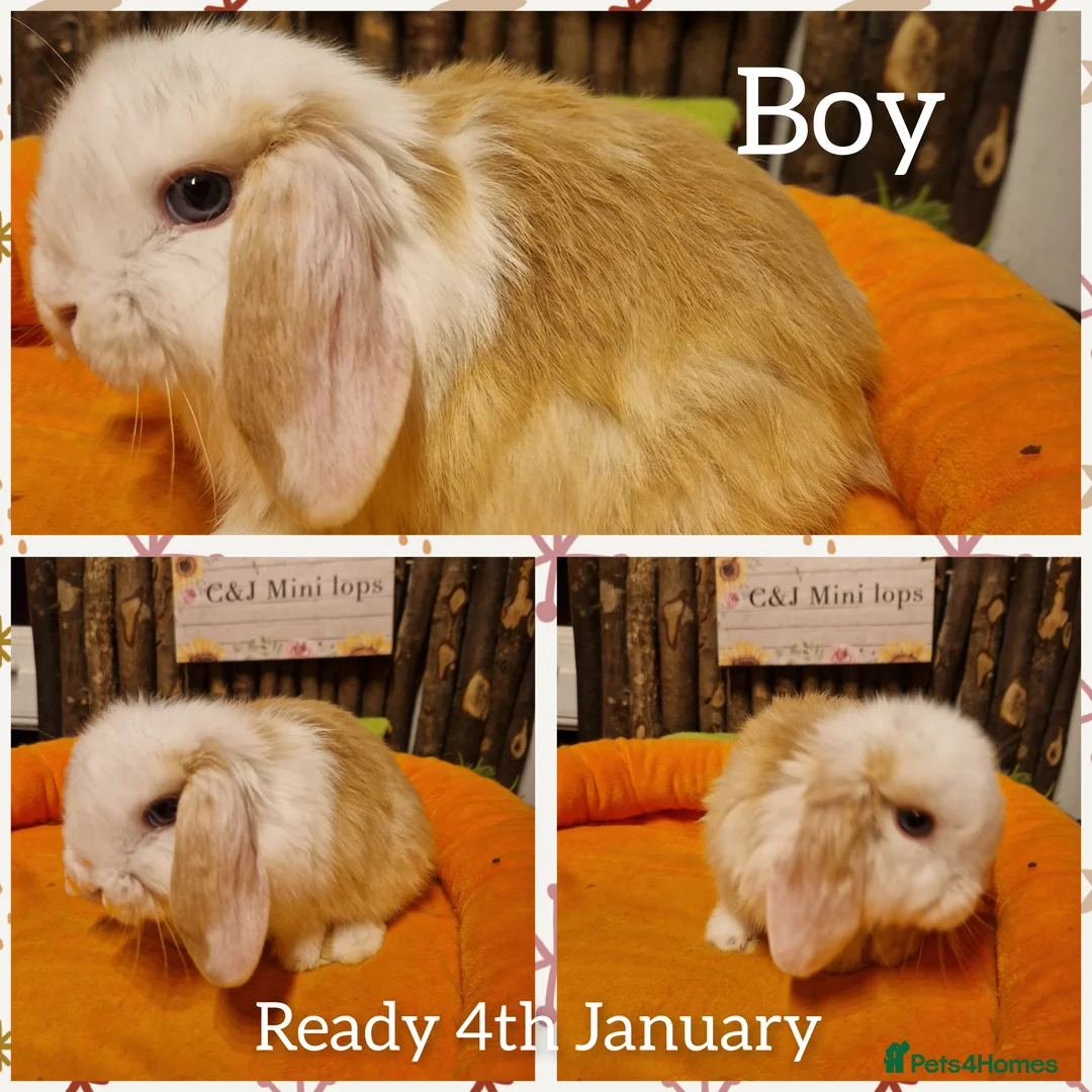 Mini Lop rabbits for sale: Mini lop kits  - Advert 1