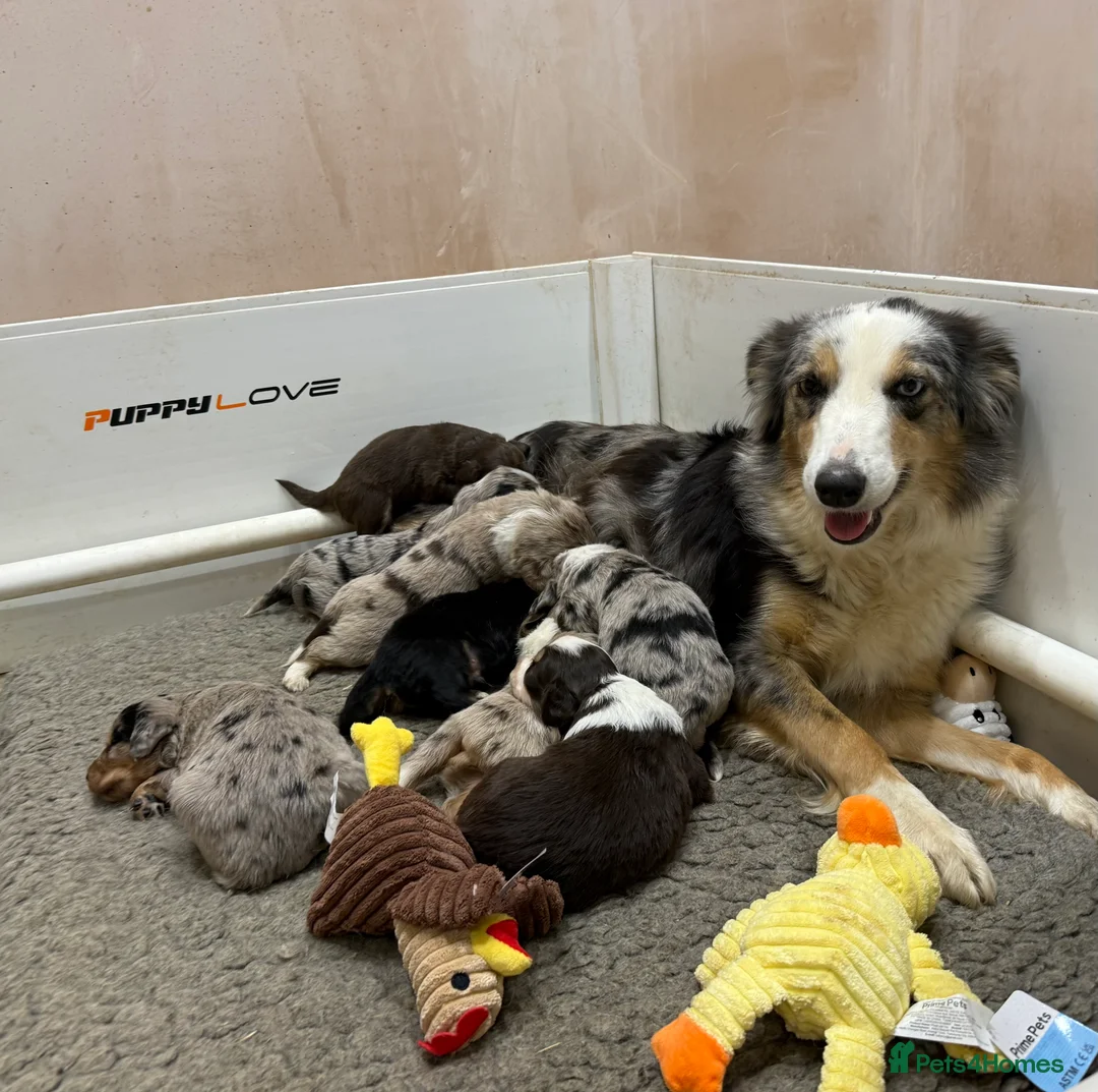 Mixed Breed dogs for sale: Stunning coloured cocker x collie puppies  - Advert 1