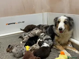 Mixed Breed dogs Stunning coloured cocker x collie puppies - Advert 1