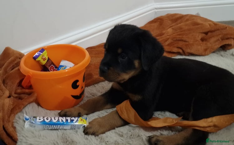 Rottweiler dogs - Advert 1