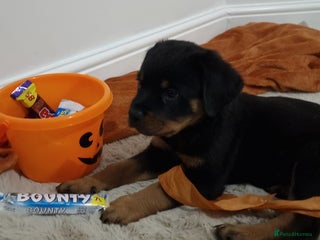 Rottweiler dogs - Advert 13