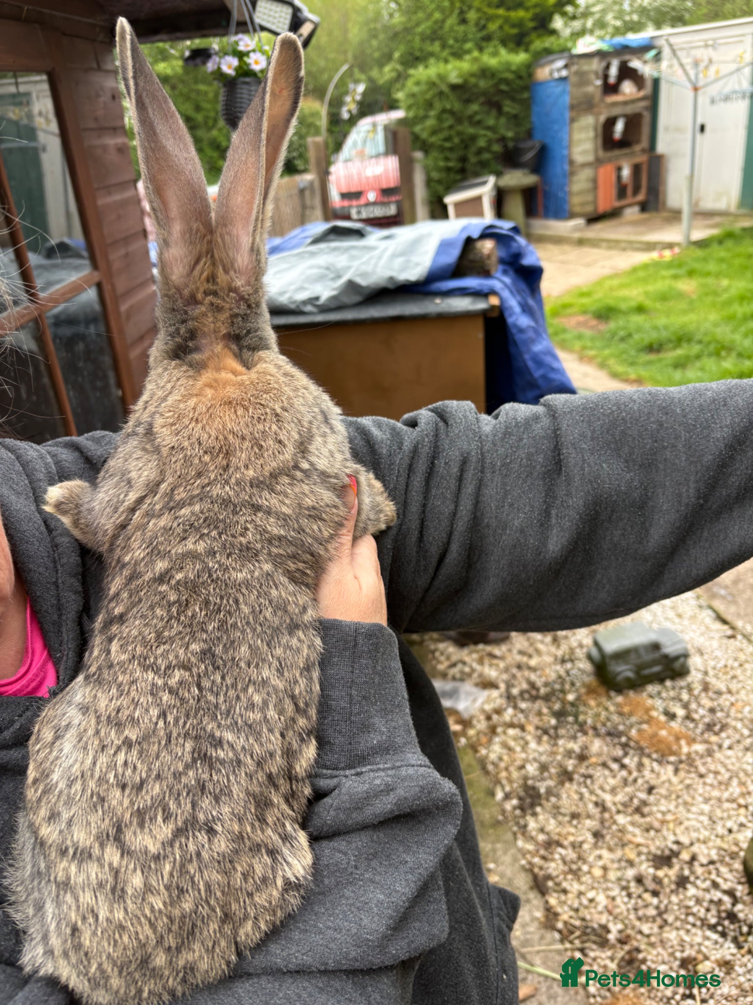 Continental Giant rabbits for sale: Gorgeous litter of continental giant bunnies😍 - Advert 7