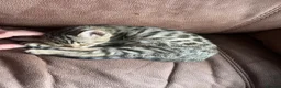 Bengal cats for sale: Stunning Bengal Kittens Only 1 left - Advert 8