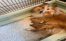 Shetland Sheepdog dogs for sale: Shetland sheepdog for sale - Image 3