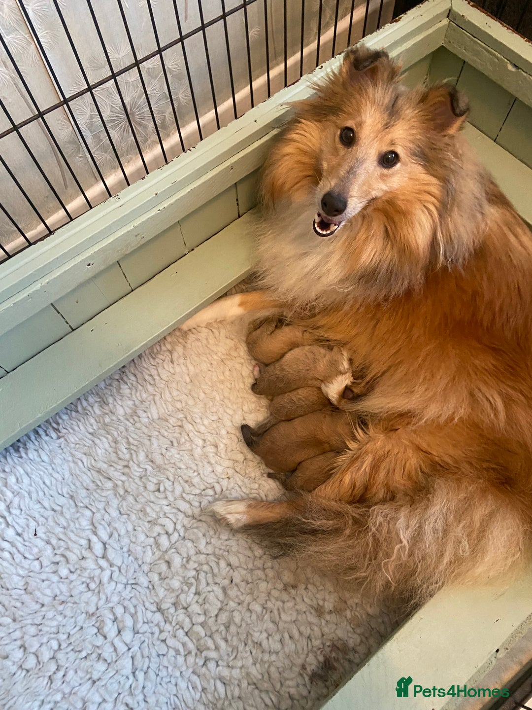 Shetland Sheepdog dogs for sale: Shetland sheepdog for sale - Image 3