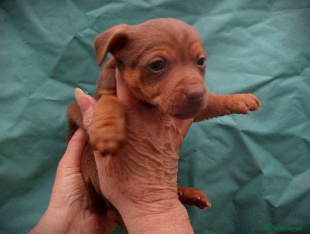 Jack Russell dogs for sale: Beautiful Muchwenlock Jack Russell puppies 🐾 - Advert 5