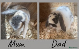 Mini Lop rabbits for sale: 4 Gorgeous Mini Lop Bunnies - Image 4