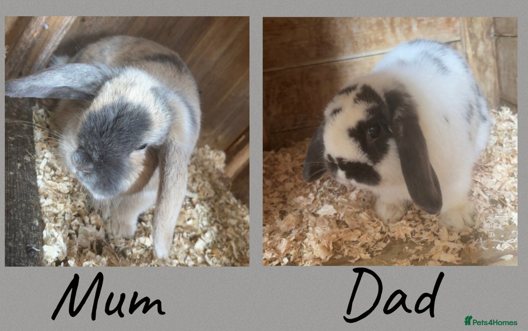 Mini Lop rabbits for sale: 4 Gorgeous Mini Lop Bunnies - Image 4