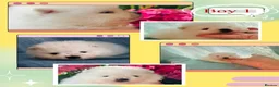 Pomeranian dogs for sale: KC white pomeranian pups for reservation!  - Advert 4