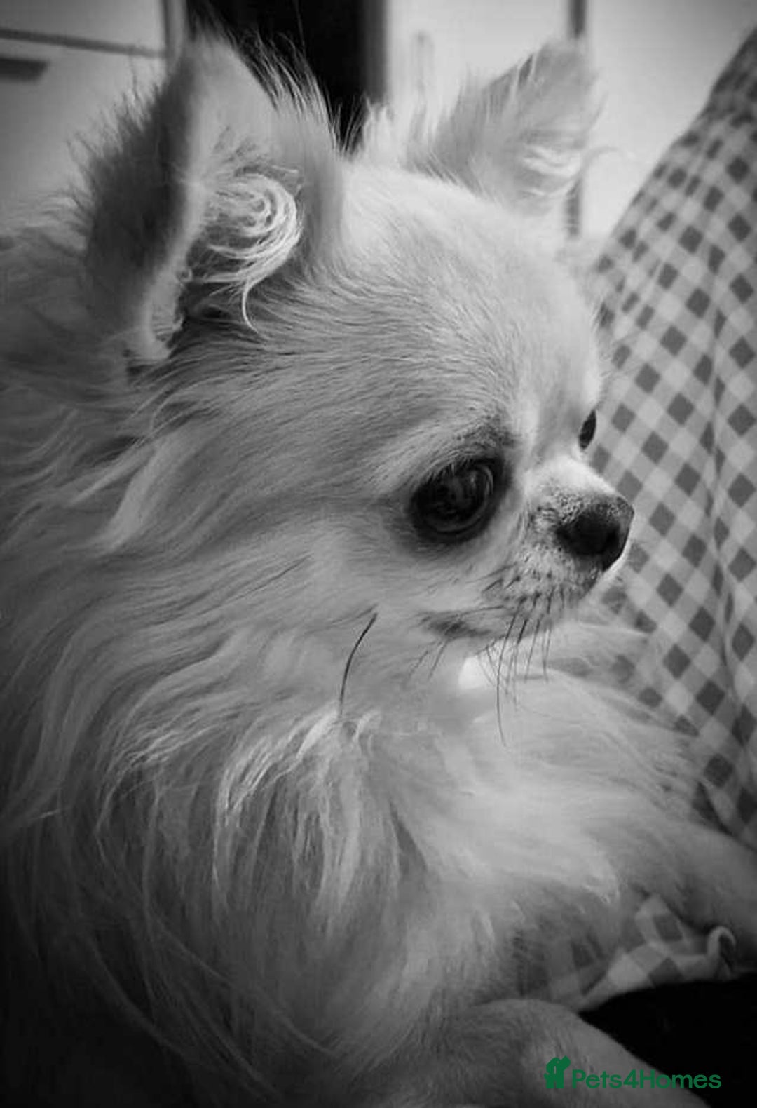 Chihuahua dogs for stud: KC REG TINY CREAM LONGCOAT CHIHUAHUA FOR STUD  in Keighley - Advert 4