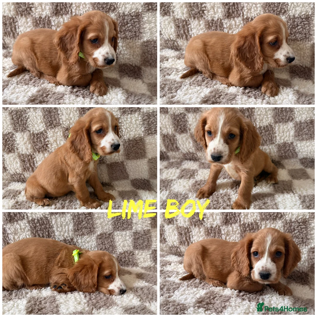 Cocker Spaniel dogs for sale: ⭐️BEAUTIFUL COCKER SPANIEL READY NOW ⭐️ - Advert 8