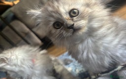 Persian cats for sale: Last Boy! Persian Ragdoll Kittens  - Image 17