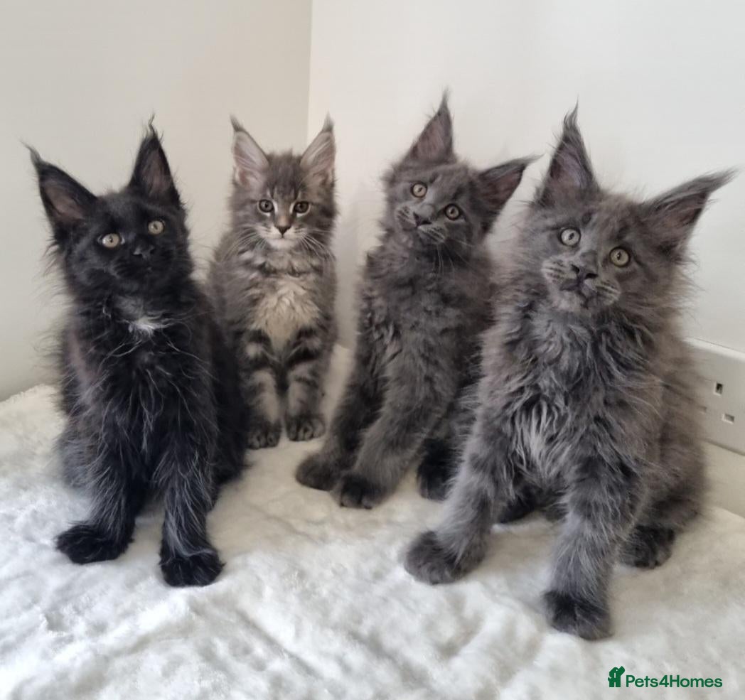 Maine Coon cats King size Purebred Maine Coon kittens  - Advert 1