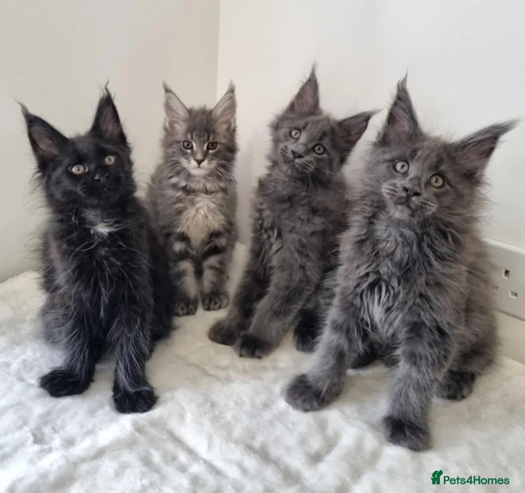 Maine Coon cats for sale: King size Purebred Maine Coon kittens  - Advert 1
