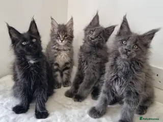 Maine Coon cats King size Purebred Maine Coon kittens - Advert 1