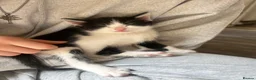 Mixed Breed cats for sale: 5 kitty’s looking for future homes in Hatfield - Advert 12