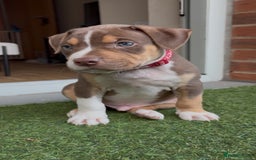 Mixed Breed dogs for sale: Bully pup male - Image 3