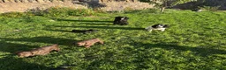 Cocker Spaniel dogs for sale: KC working cockers, FTCH lines in Winscombe - Advert 2