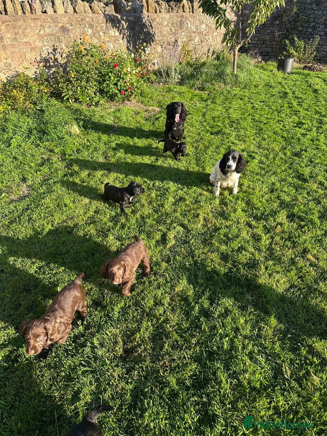 Cocker Spaniel dogs for sale: KC working cockers, FTCH lines in Winscombe - Advert 2