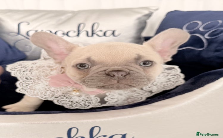 French Bulldog dogs for sale - Advert 5