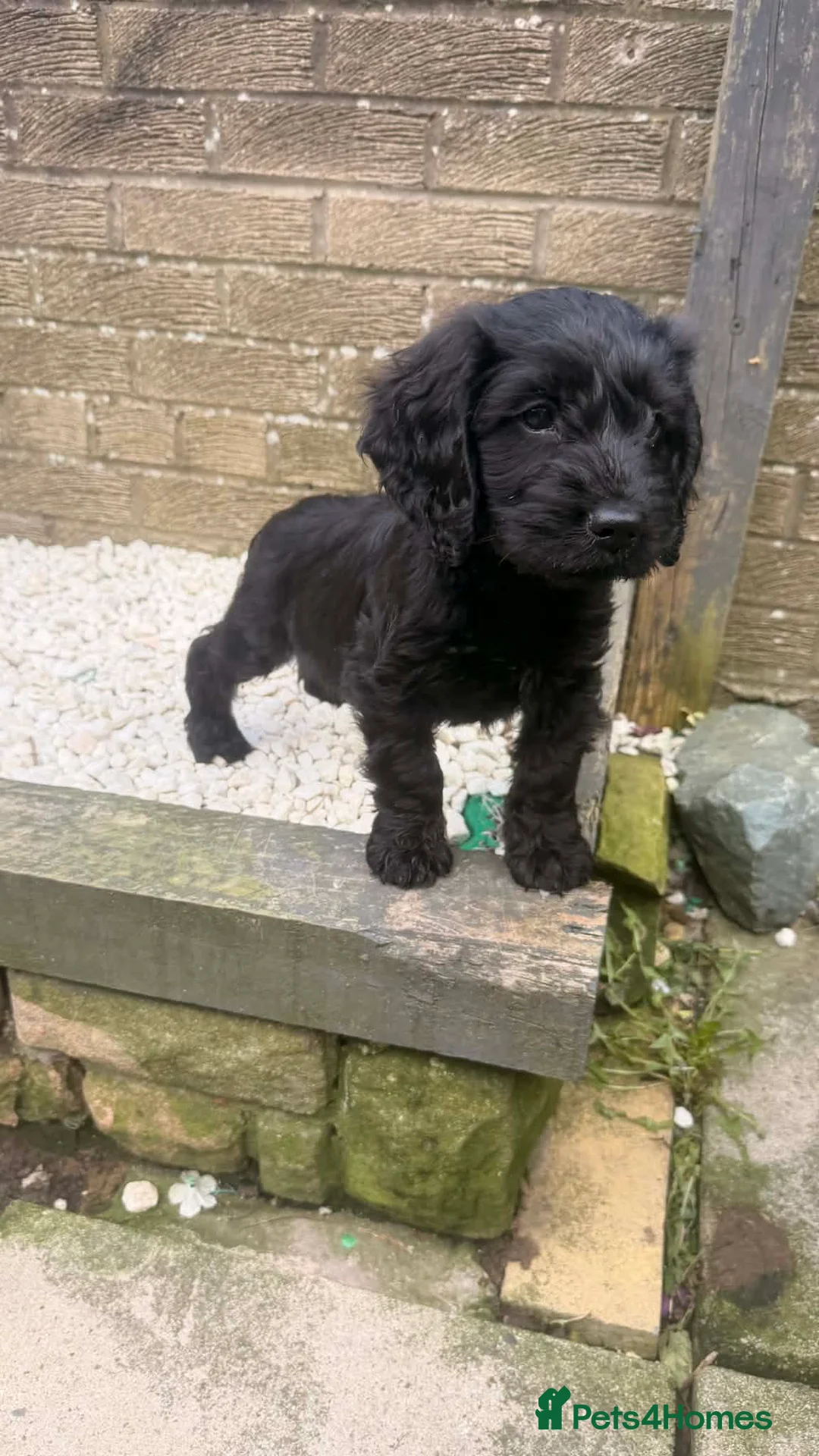 Cockapoo dogs for sale: Last pup. Black male cockapoo - Advert 5