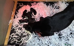 Labrador Retriever dogs for sale: FULLY HEALTH TESTED PARENTS,Smart,Tidy Lab Puppies - Image 15