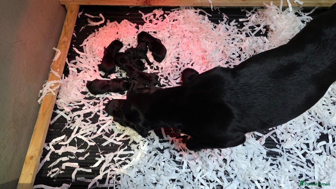 Labrador Retriever dogs for sale: FULLY HEALTH TESTED PARENTS,Smart,Tidy Lab Puppies - Image 15