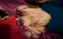 Pomeranian dogs for sale: XS Pomeranians  - Image 3