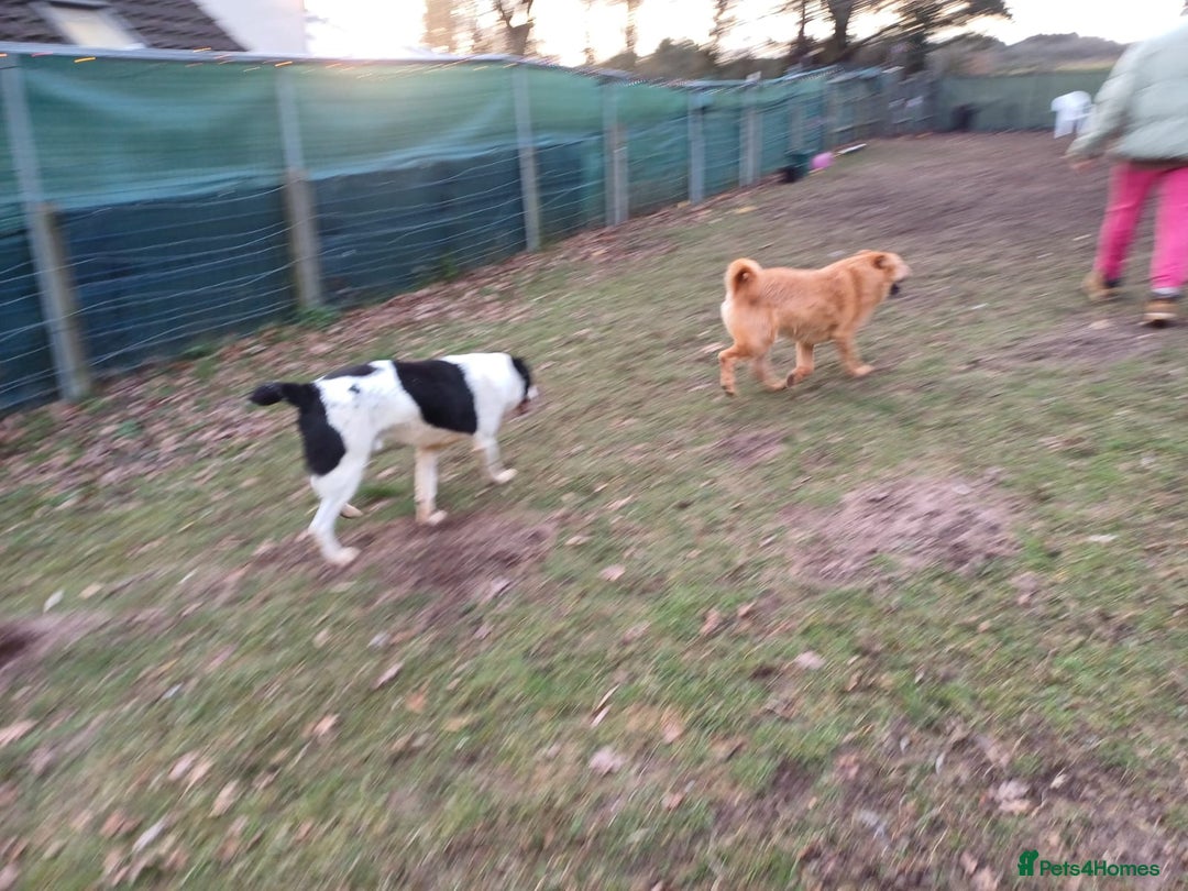 Mixed Breed dogs for adoption: 🐾 Meet MARLEY 🐾 - a Lovely Boy for a Loving Home - Advert 10