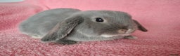 Mini Lop rabbits for sale: Baby mini lop for sale  - Advert 1
