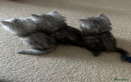 Mixed Breed cats for sale: Persian Chinchilla Cross kittens - Image 4