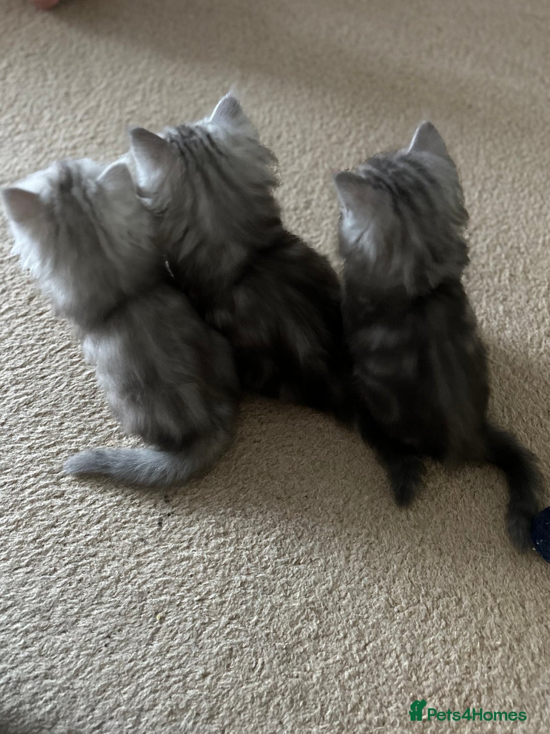 Mixed Breed cats for sale: Persian Chinchilla Cross kittens - Image 4