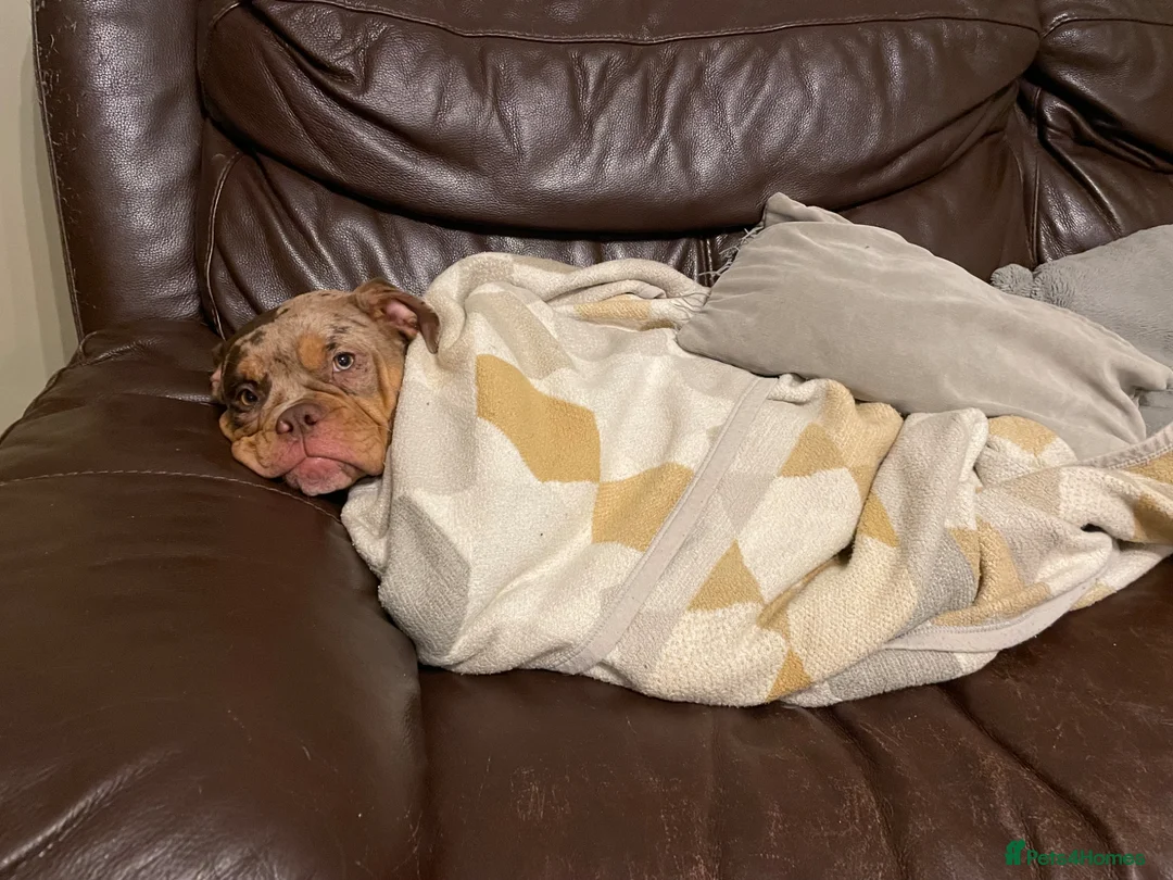Olde English Bulldogge dogs for sale: Daisy  - Advert 6