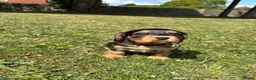 Sprocker dogs for sale: Sprocker puppies in Sandy - Advert 6