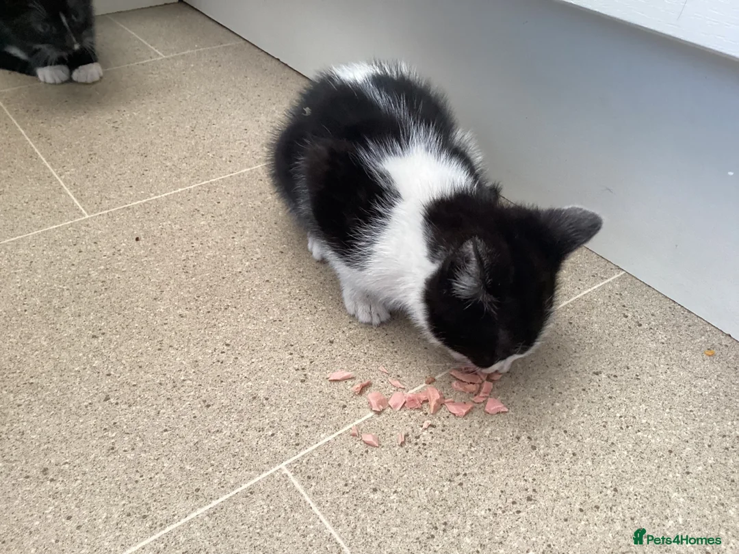 Mixed Breed cats for sale: 5 kittens for sale  - Advert 9