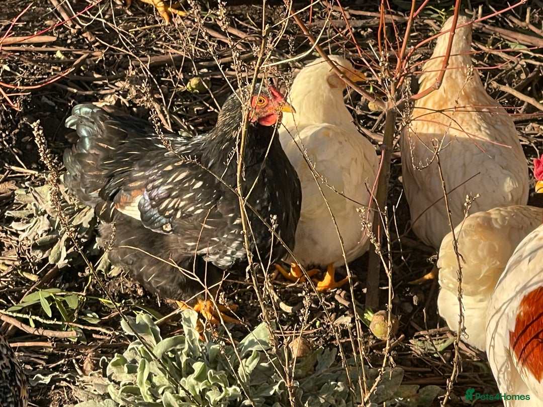 Chickens poultry for sale: BANTAM WYANDOTTE HENS, HATCHED SUMMER ‘25 - Advert 4