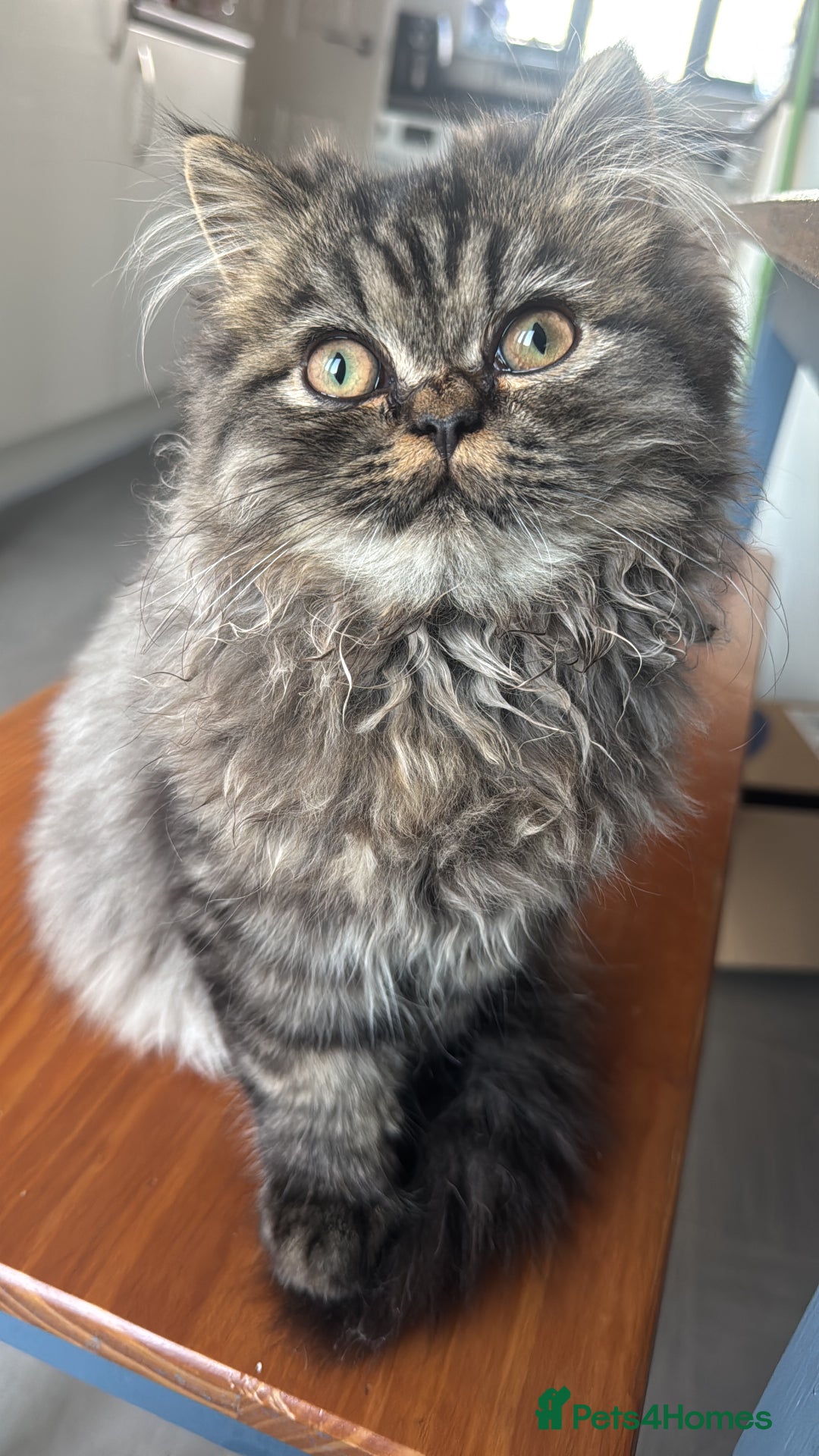 Persian cats for stud: Persian boy for stud duties  - Advert 5