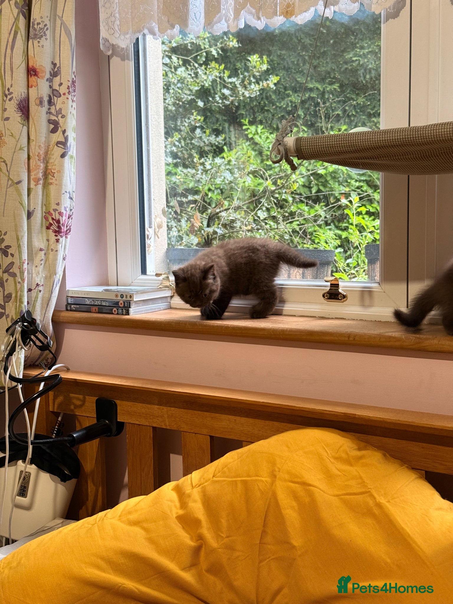 British Shorthair cats Gorgeous GCCF Chocolate British Shorthair kittens - Advert 1