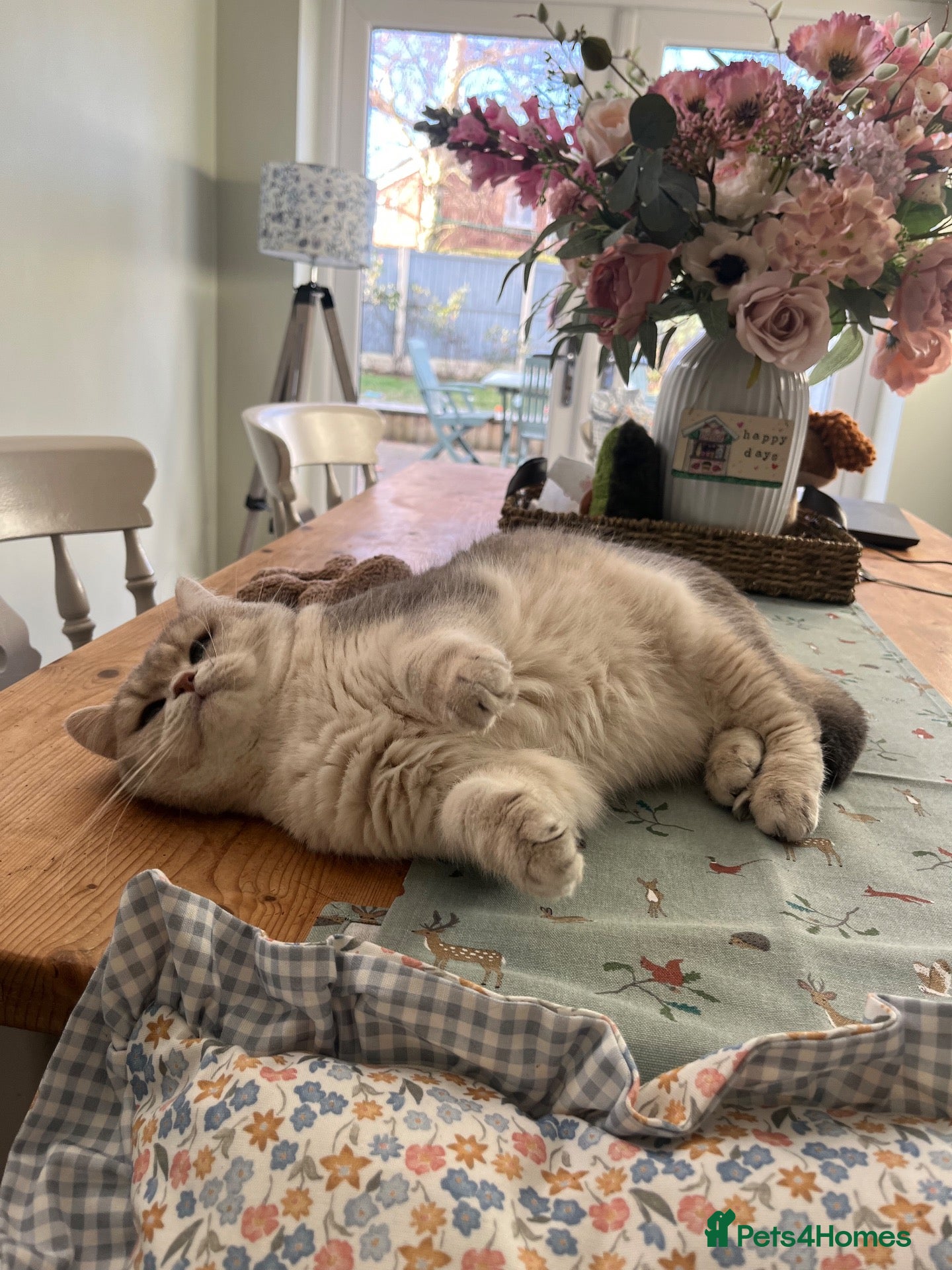 British Shorthair cats 3 British short hairs for rehoming - Advert 9