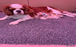 Cavalier King Charles Spaniel dogs for sale: Cavalier King Charles spaniel  - Image 22