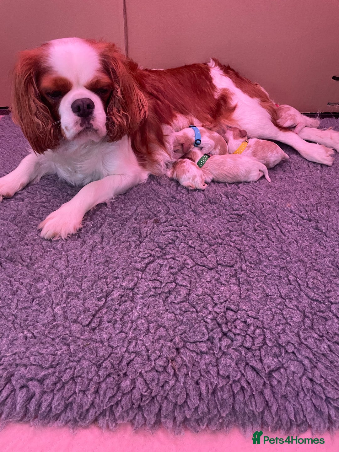 Cavalier King Charles Spaniel dogs for sale: Cavalier King Charles spaniel  - Image 22