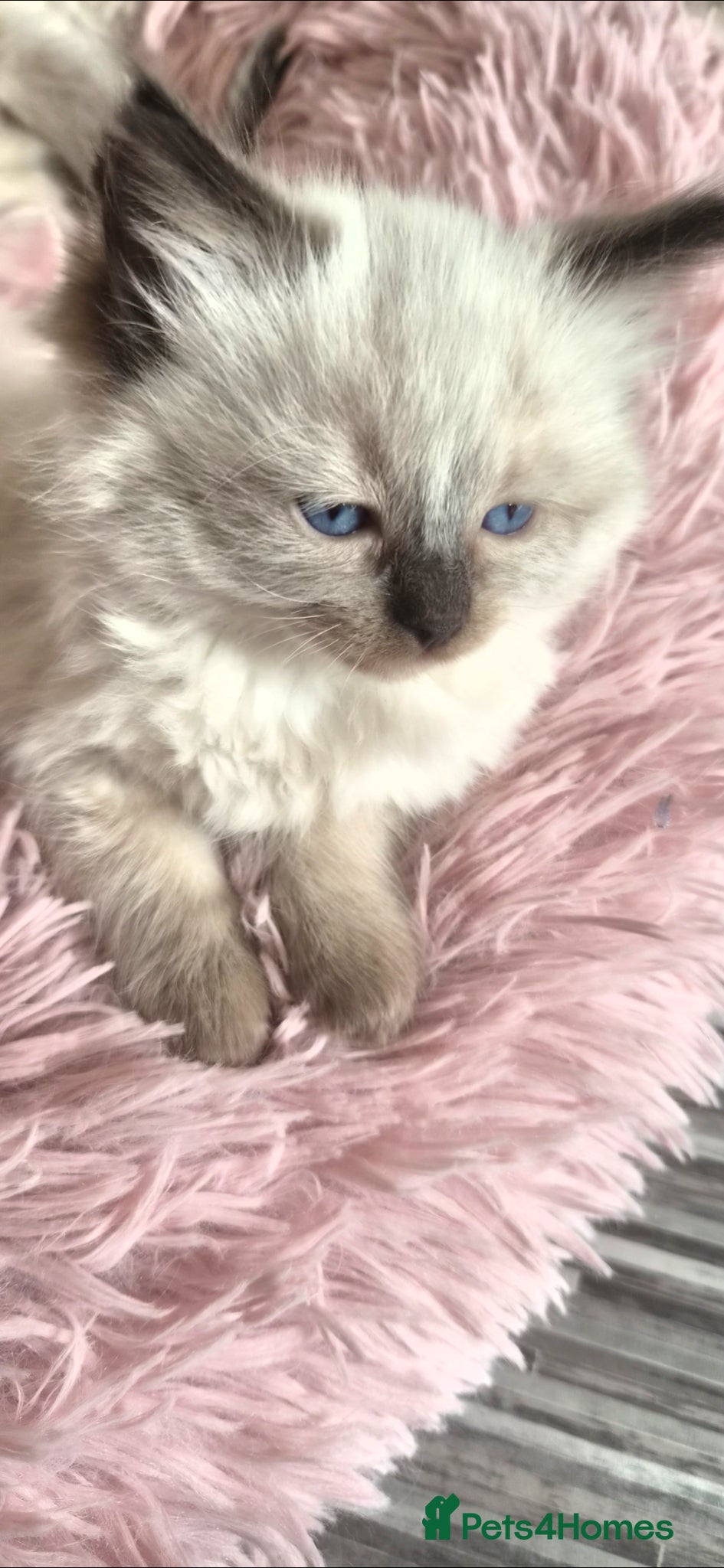 Ragdoll cats Ragdoll kittens  - Advert 11