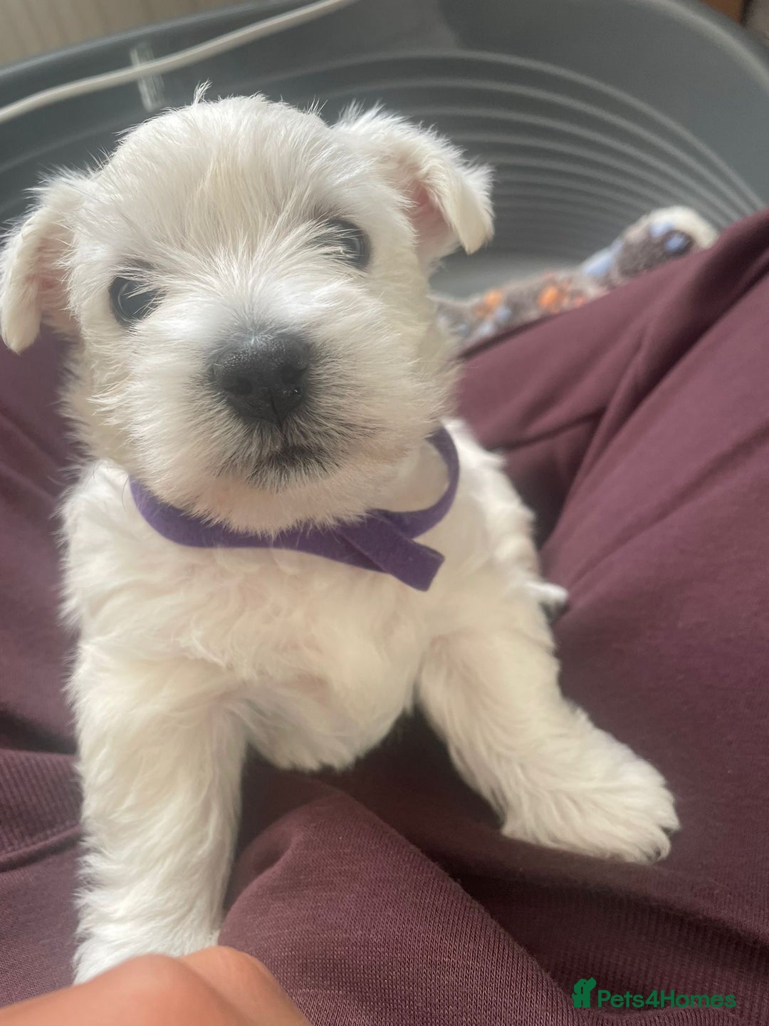 West Highland Terrier dogs for sale: Beautiful West Highland Terrier (Westie) Puppies  - Advert 3