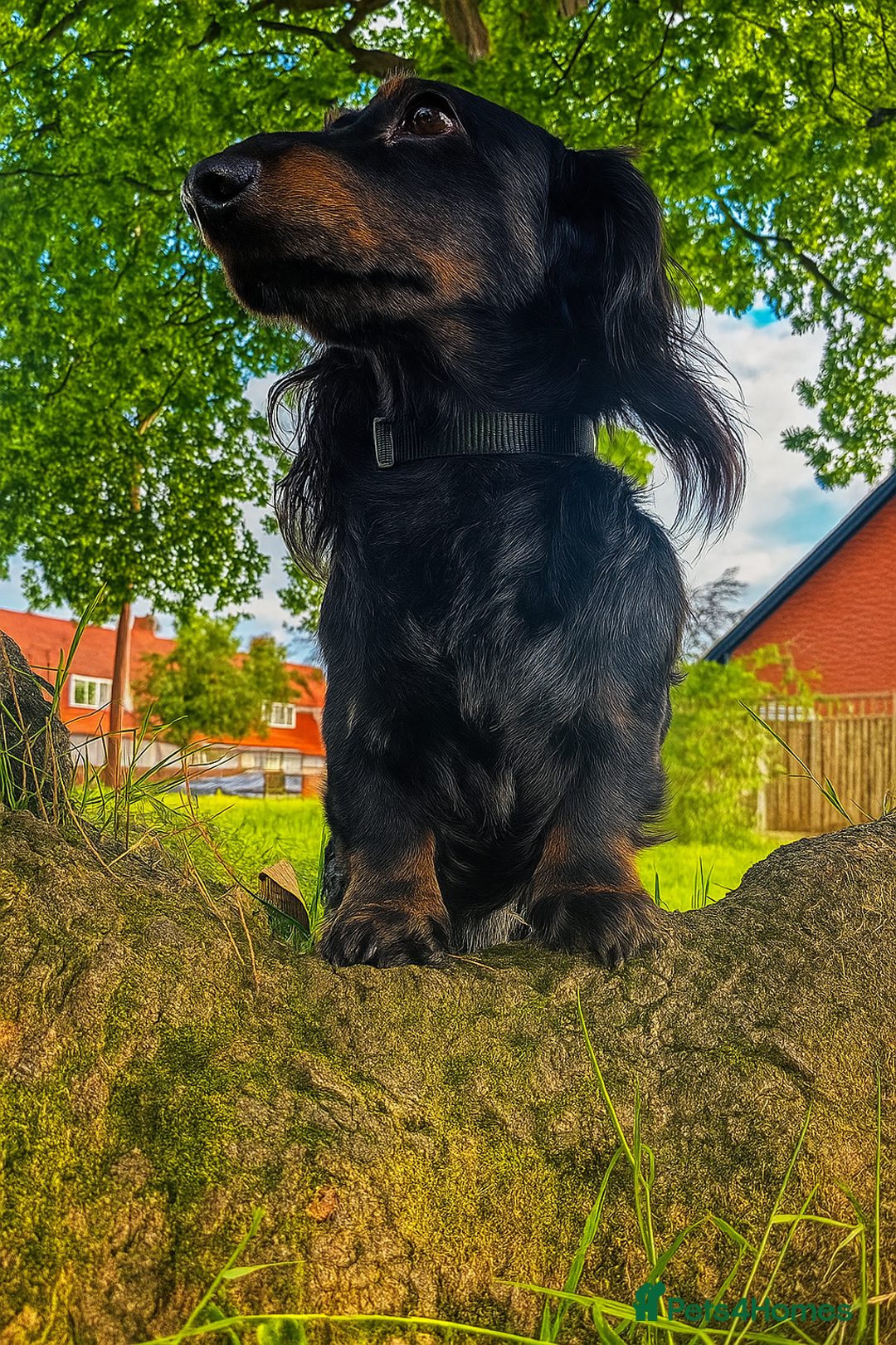 Miniature Dachshund dogs for stud: Black and Tan brindle - Miniature longhair STUD in Manchester - Advert 8