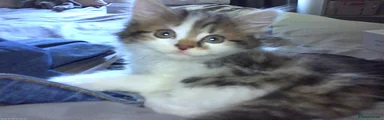 Mixed Breed Kitten 2
