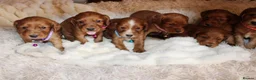 Cocker Spaniel dogs for sale: Beautiful Cocker spaniel  - Advert 4