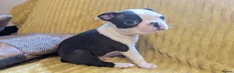 Boston Terrier dogs for sale: 1 BOY LEFT: Adorable KC Boston Puppies  - Advert 17