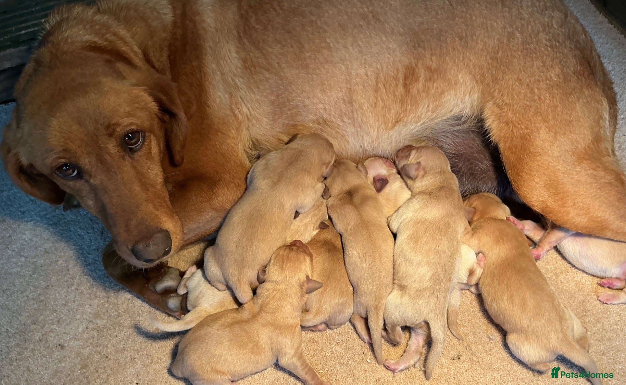 Labrador Retriever dogs Red labrador - Advert 2