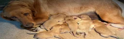 Labrador Retriever dogs for sale: Red labrador - Advert 16