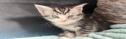 Mixed Breed cats for sale: 5 male kittens  - Advert 15